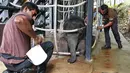 Petugas membuka kandang Neha jelang pemberian hadiah di Night Safari, Singapura, Kamis (11/5). Neha adalah anak Chawang merupakan gajah sekaligus hewan terbesar di taman safari dan selalu dianggap sebagai Raja Night Safari. (AFP/ ROSLAN RAHMAN)