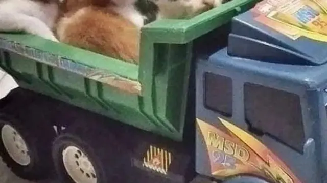 7 Momen Lucu Kucing Naik Mobil Mainan, Ekspresinya Bikin Gemas