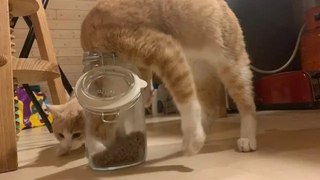 6 Ilusi Optik Kucing Oren Ini Bikin Kamu Lihat Dua Kali, Awas Bingung