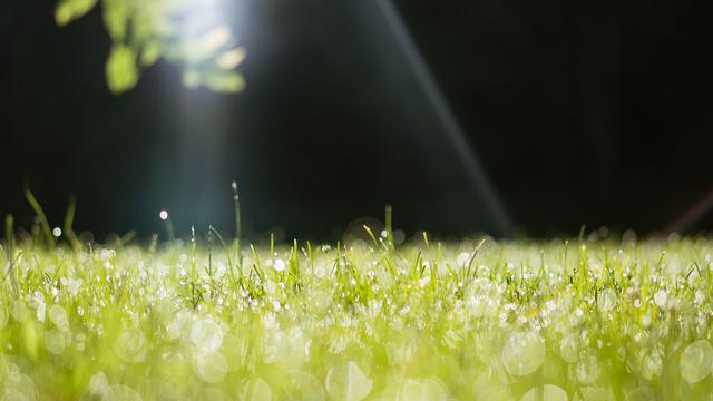 Ilustrasi pagi hari, embun, inspirasi, motivasi