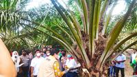 Menko Perekonomian Airlangga Hartarto saat memanen buah sawit di Kabupaten Siak. (Liputan6.com/M Syukur)