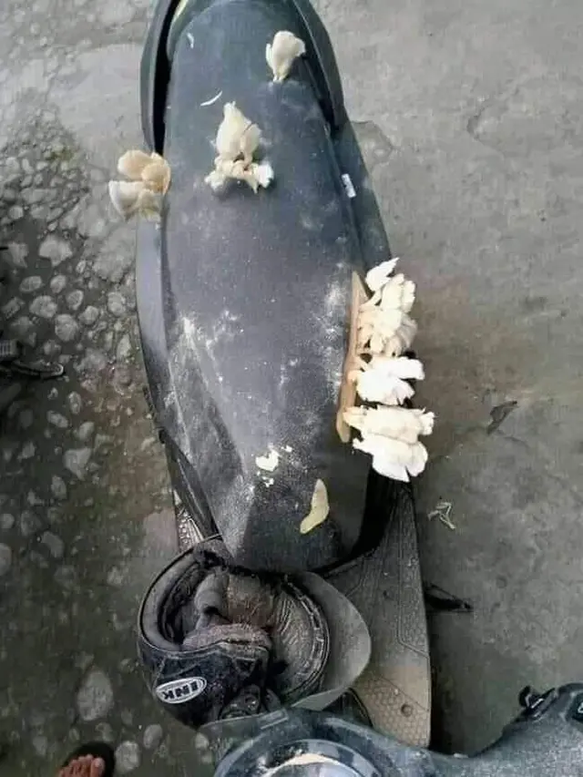 10 Motor Tak Pernah Dipakai Ini Bikin Geleng Kepala, Jadi Tempat Jamur
