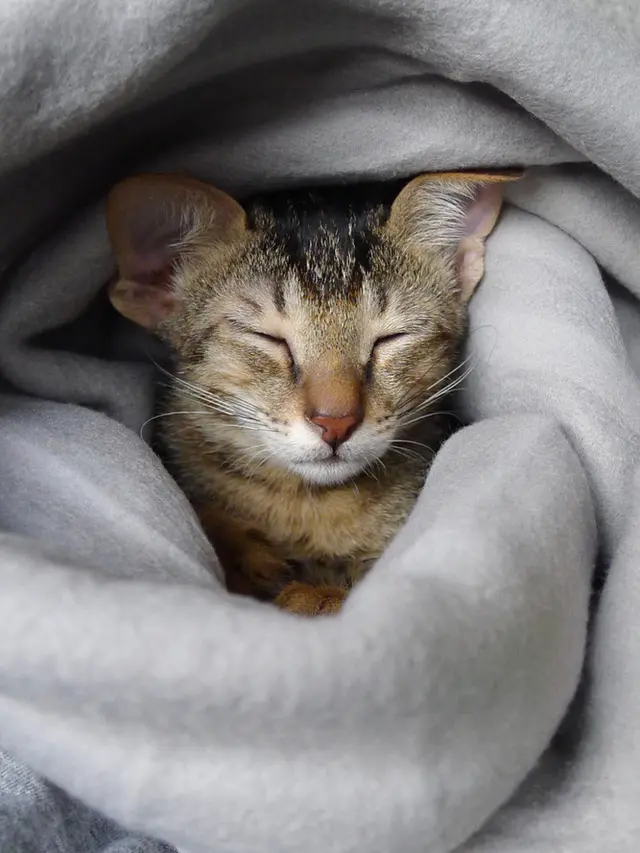 Apa Itu Cat Burrito?