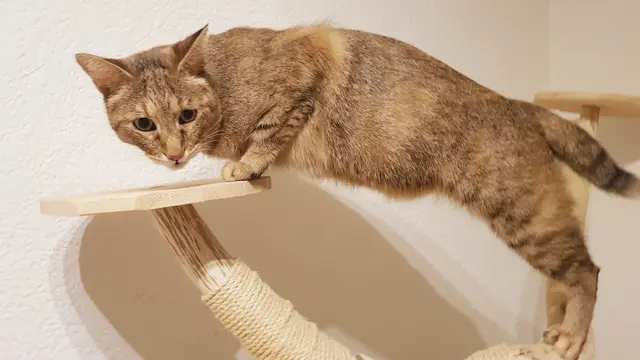 Chausie Cat