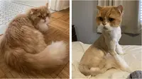 6 Potret Kucing Bulunya Dicukur, Penampilannya Bikin Kasihan tapi Lucu