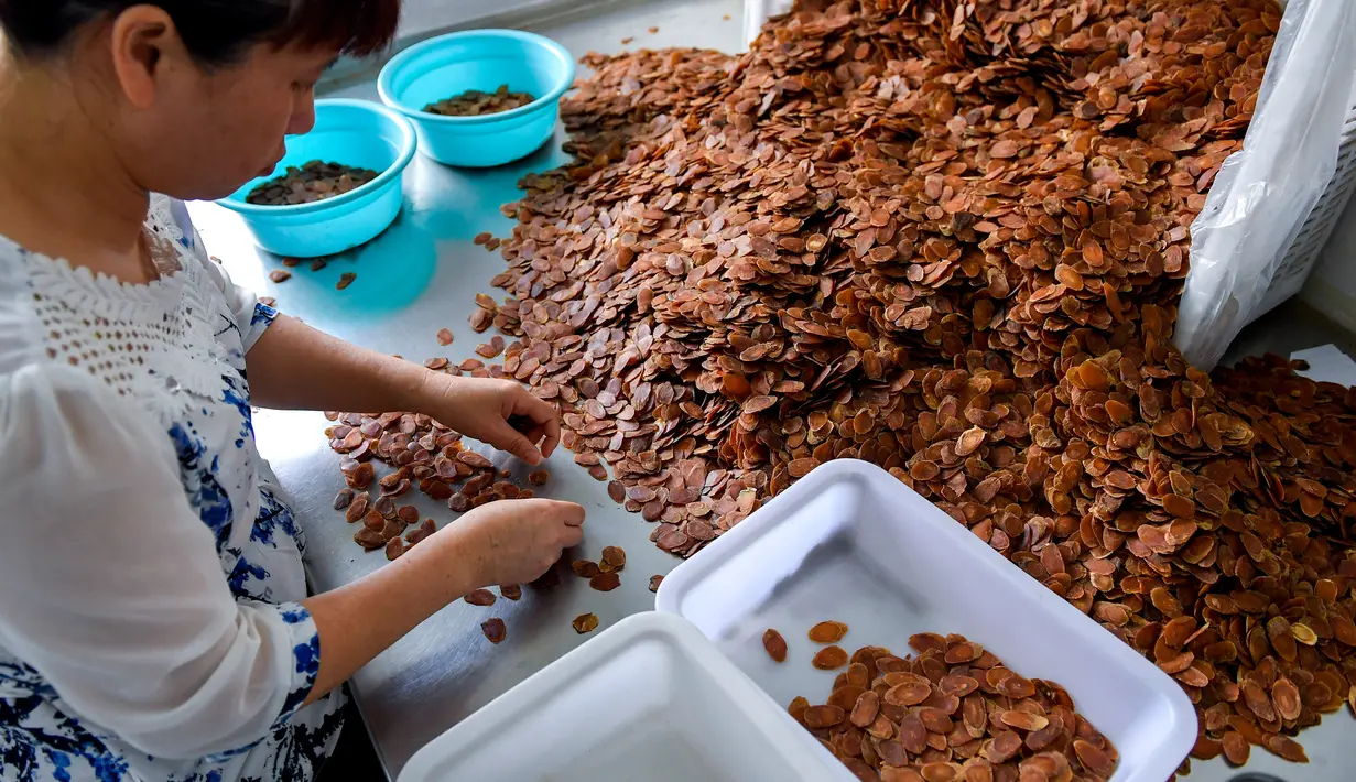 Seorang staf memilah irisan-irisan ginseng di sebuah ruang produksi di Wanliang, Wilayah Fusong, Provinsi Jilin, China timur laut, pada 28 Agustus 2020. Wanliang terkenal dengan industri ginsengnya. (Xinhua/Xu Chang)