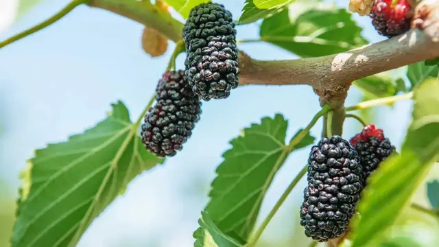 Kandungan Nutrisi Mulberry