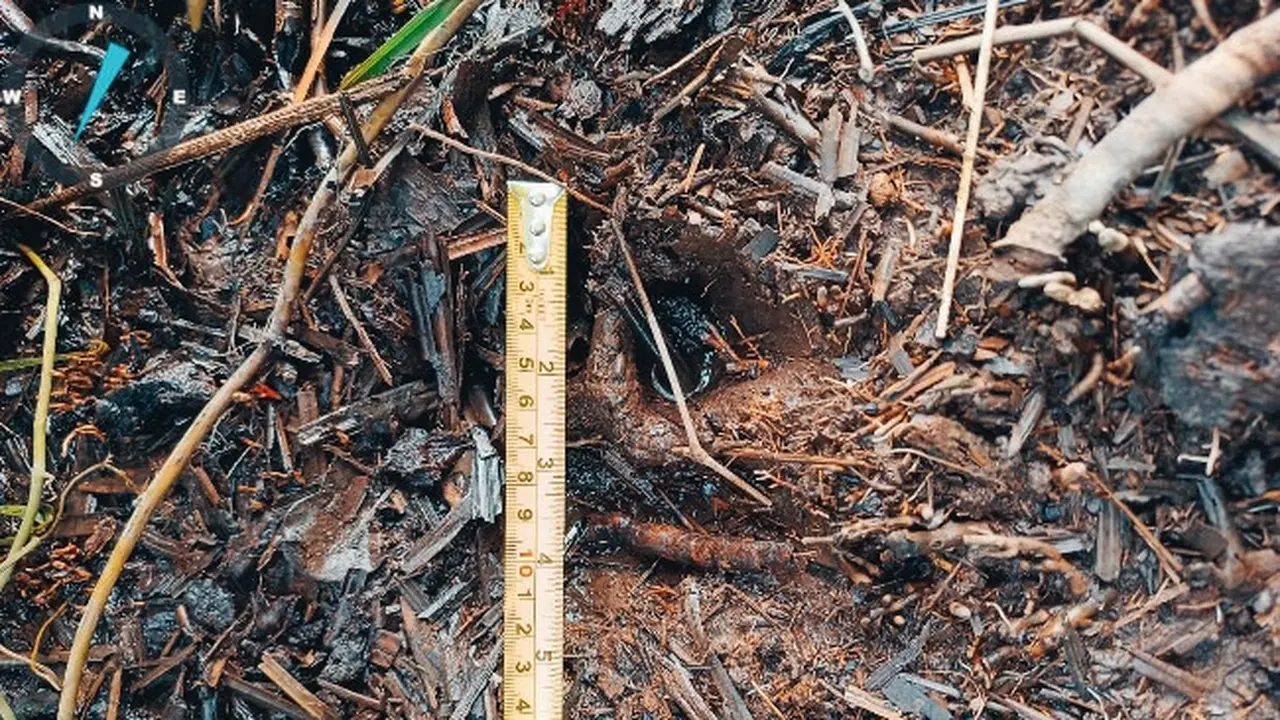 Jejak harimau sumatra yang ditemukan petugas BBKSDA Riau di perkotaan di Kabupaten Siak.