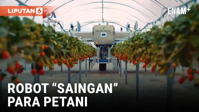 VIDEO: Robot Otomatis Untuk Memanen Stroberi Secara Presisi