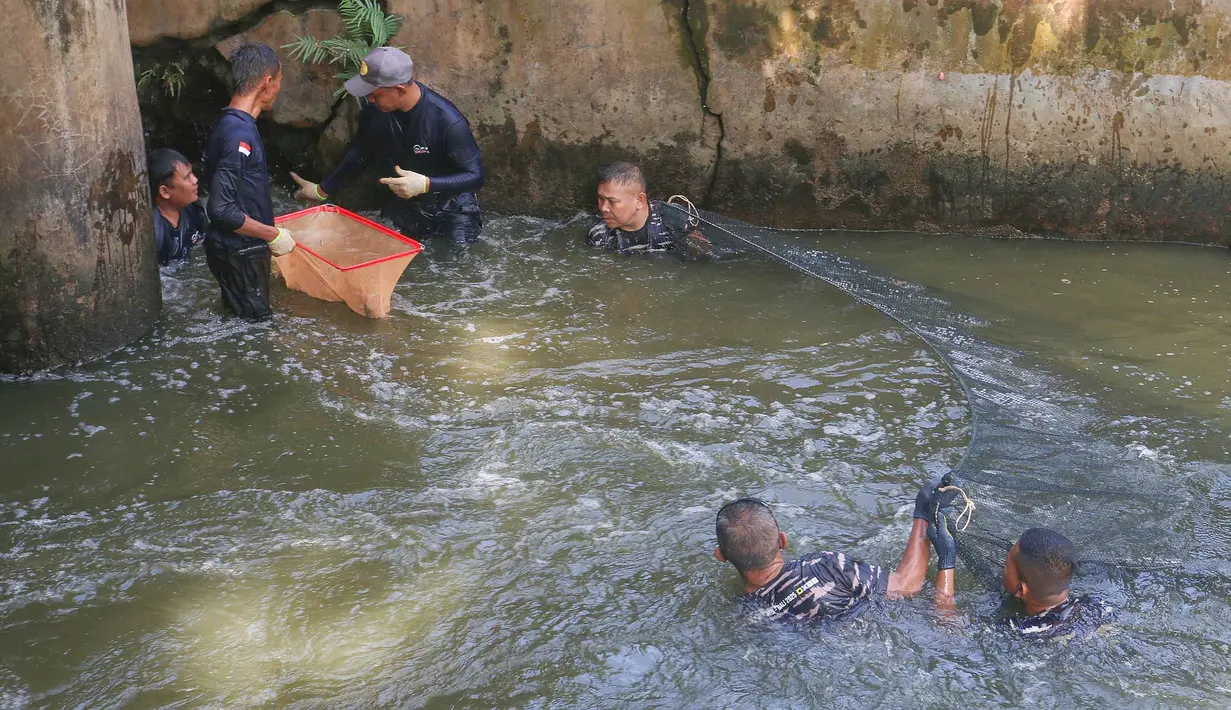 Beberapa personel TNI AL bahu-membahu dengan petugas gabungan (PPSU, Dinas KPKP) memburu dan menangkap ikan sapu-sapu di area perairan sekitar kawasan Setu Babakan, Jakarta Selatan. Tampak dalam foto, personel TNI AL bersama petugas KPKP saat operasi penangkapan ikan sapu-sapu di perairan kawasan Setu Babakan, Jakarta Selatan, Selasa (5/5/2026). (merdeka.com/Arie Basuki)