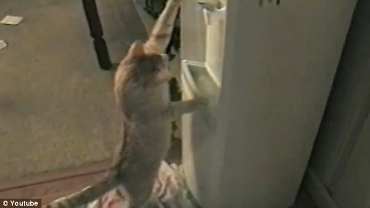 Aksi Pandai Kucing Minum dari Dispenser