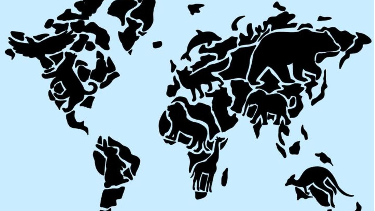 Hewan yang Dilihat Pertama Akan Mengungkapkan Pemicu Kemarahan Anda