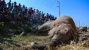 Penduduk desa menyaksikan dua gajah yang mati setelah bertabrakan dengan kereta di Morigaon, Assam, India, Rabu (1/12/2021). Pergerakan kereta tidak terpengaruh karena insiden itu. (Biju BORO/AFP)