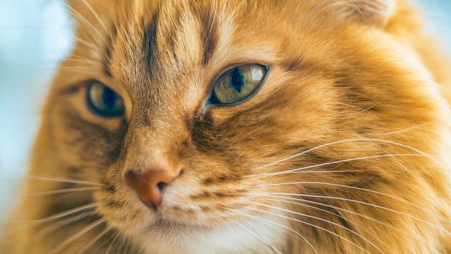 8 Hal Unik dan Menarik dari Kumis Kucing yang Perlu Cat Lovers Ketahui