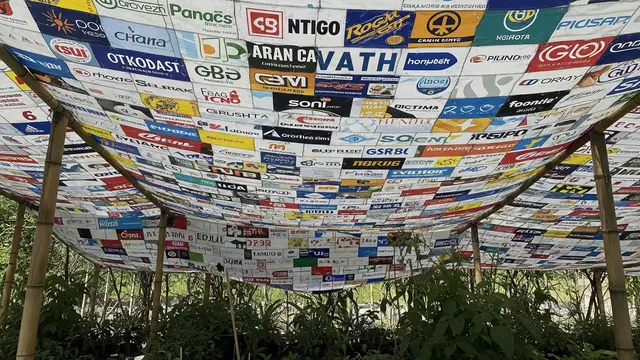 cara merangsang pohon bougenville berbunga lebat