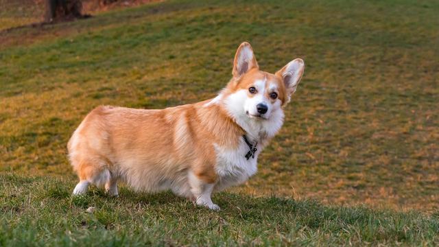 Corgi