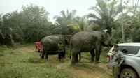 Gajah jantan liar yang sedang berahi mudah emosi. Seorang petani karet di Bengkalis menjadi korbannya. (Liputan6.com/M Syukur)