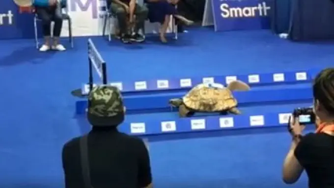 [Bintang] Adu cepat Kelinci vs Kura Kura