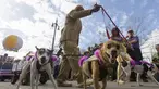 Sejumlah anjing mengikuti Mystic Krewe parade anjing di New Orleans , Louisiana, (31/1). Parade ini dipadati oleh pengunjung yang ingin melihat atraksi dari anjing - anjing tersebut. (REUTERS / Lee Celano)