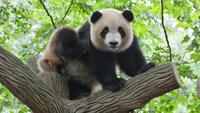 Why Are Giant Pandas Endangered? 4 Main Causes and Its Conservation Efforts