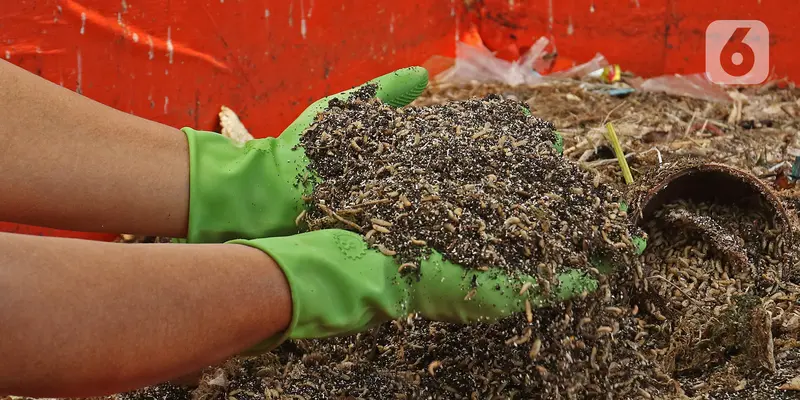 Budidaya Maggot untuk Urai Sampah Organik