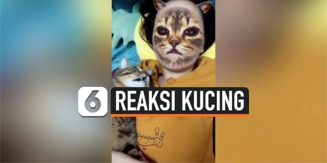 VIDEO: Gemas, Reaksi Kucing Lihat Pemilik Pakai Filter Wajah Kucing