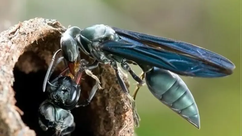 Waspada, 6 Serangga Ini Punya Sengatan Paling Mematikan