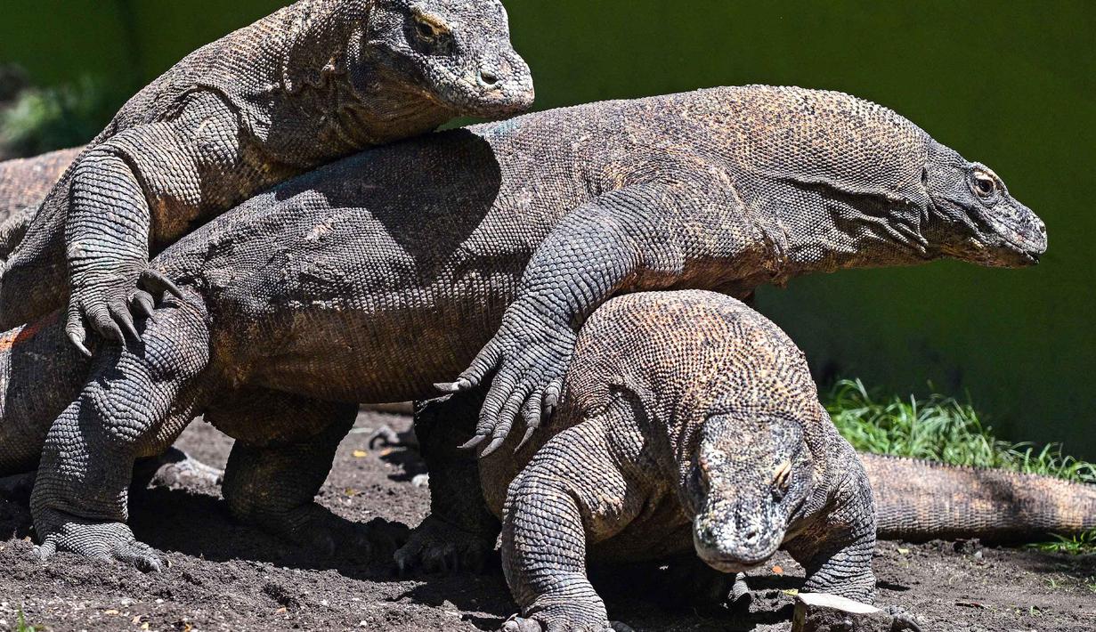 Beberapa ekor komodo terlihat di dalam kandang di Kebun Binatang Surabaya, Jawa Timur, pada Rabu 29 April 2026. (JUNI KRISWANTO/AFP)