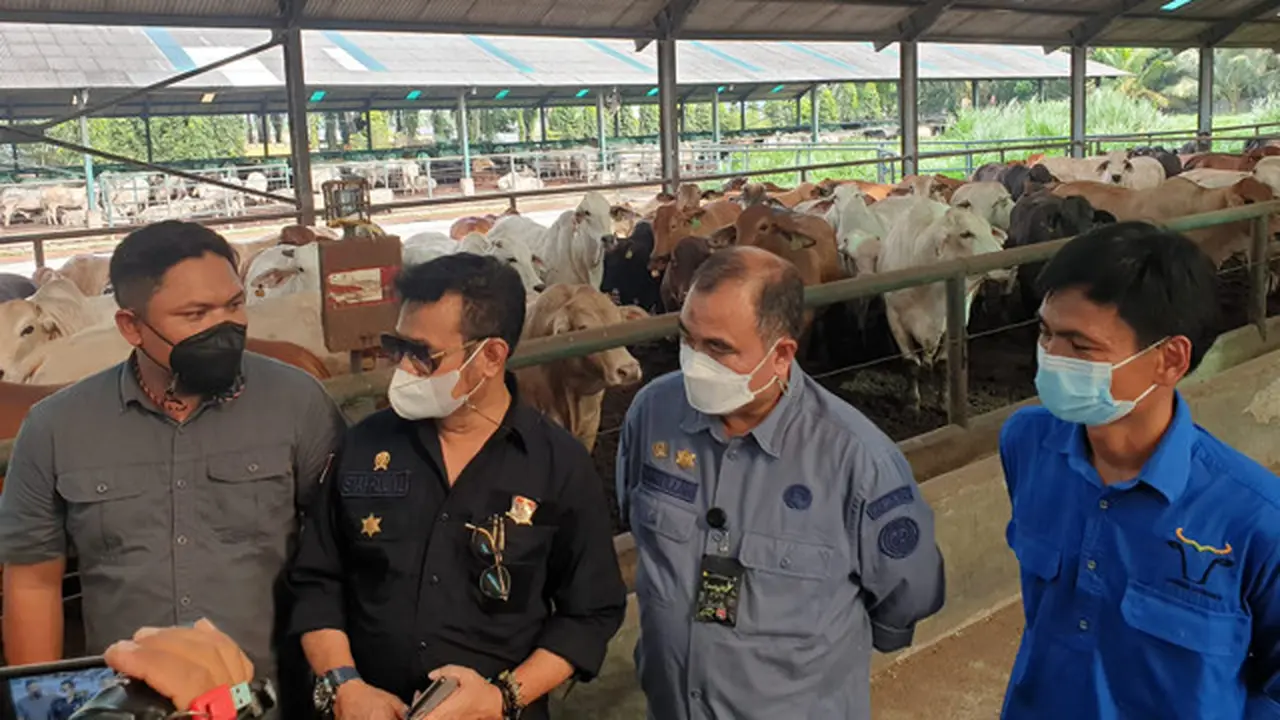 Mentan SYL Pastikan Stock Sapi Siap Potong di Sumut dan Aceh Aman