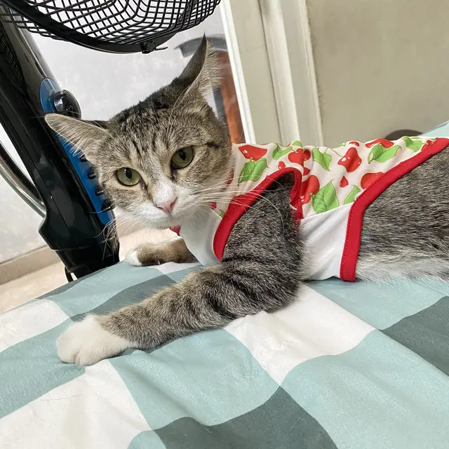 6 Potret Kucing Pakai Piyama Ini Bikin Gemas, Bak Bayi Manusia Sebelum Tidur