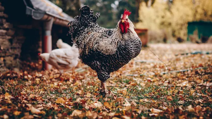 Arti Mimpi Tentang Ayam Pertanda Buruk