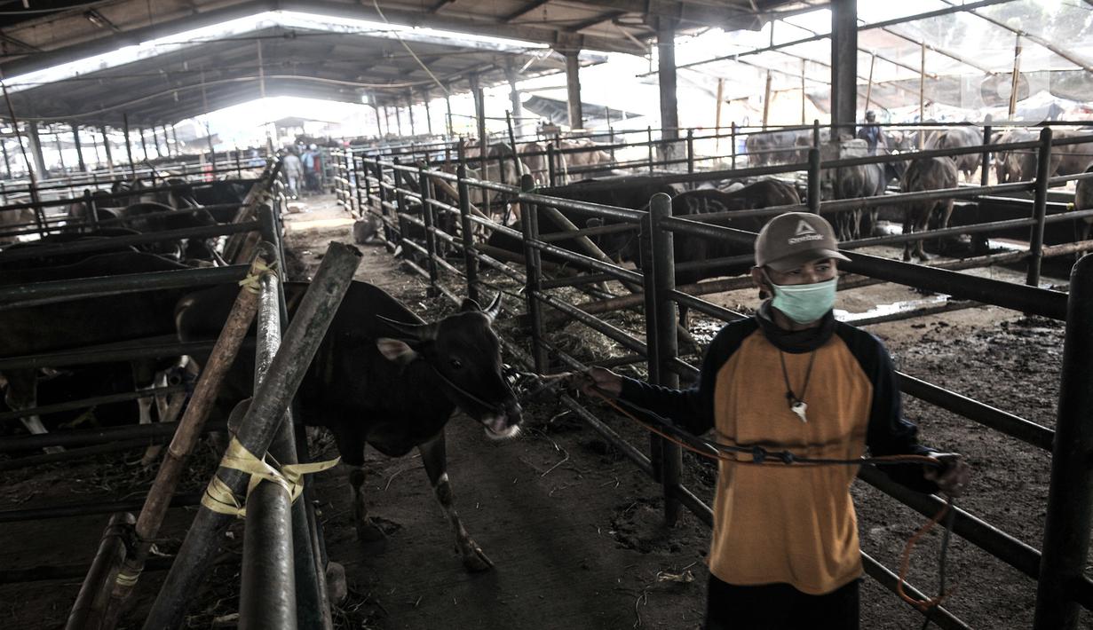 Pekerja membawa sapi yang akan dijadikan hewan kurban di RPH PD Dharma Jaya, Cakung, Jakarta, Kamis (30/7/2020). Persiapan dilakukan seperti pembersihan rutin kandang dan tempat pemotongan, mendata kesehatan hewan, serta mendirikan tempat pemotongan tambahan. (merdeka.com/Iqbal S. Nugroho)