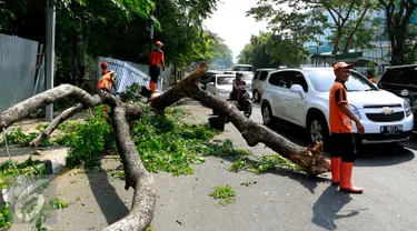 Sebuah pohon besar tumbang menutup jalan di depan Rumah Sakit Cipto Mangunkusumo (RSCM), Jakarta, Selasa (27/10/2015). Selain menyebabkan kemacetan panjang, pohon tumbang tersebut juga sempat menimpa sebuah bus metromini. (Liputan6.com/Yoppy Renato)