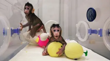 Gambar dari video tak bertanggal memperlihatkan dua monyet kloning, Zhong Zhong dan Hua Hua, berada dalam kandang di China. Mereka lahir dengan perbedaan waktu sekitar dua minggu namun memiliki genetik yang sama. (Handout/CHINESE ACADEMY OF SCIENCES/AFP)