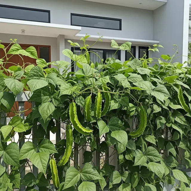 Jenis Kecipir yang Mudah Merambat di Pagar Rumah dan Tahan Panas (AI)