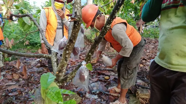 Tingkatkan Kualitas Kakao, Petani Beri Masker Pelindung Khusus