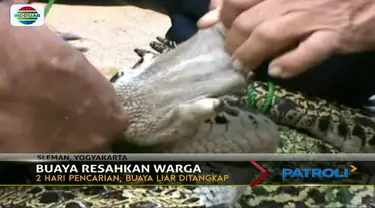 Buaya tersebut masuk ke permukiman warga selepas banjir yang merendam kawasan Dukuh Kwagon.