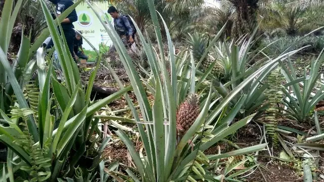 Nanas yang ditanam masyarakat sebagai tumpang sari agar pendapatan bertambah.