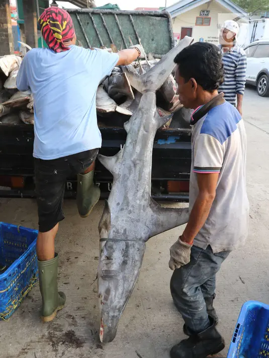 Pekerja tengah menurunkan ikan hiu di Muara Angke, Jakarta, Kamis (7/6). Populasi ikan hiu terus menurun akibat terus dikonsumsi secara domestik maupun untuk ekspor. (Liputan6.com/Angga Yuniar)
