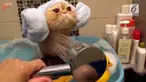 Bak seorang bocah, kucing ini dimandikan di bak berisi mainan karet dengan ekspresi yang menggemaskan.