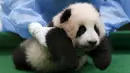 Seorang pegawai kebun binatang membawa anak panda berusia tiga bulan di Nasional Zoo, Kuala Lumpur, Malaysia, Selasa (17/11). Panda tersebut terlahir dari pasangan panda Liang Liang dan Xing Xing. (REUTERS/Olivia Harris)