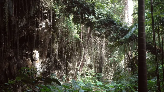 Potret Hutan Barbados yang masih asri. (dpatdfci/Pixabay)