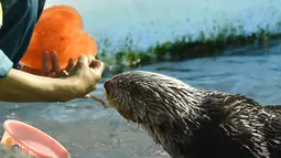 Petugas memberikan berang-berang bernama Yutan makanan yang dibekukan berbentuk hati di Hakkeijima Sea Paradise, Yokohama, Tokyo, Sabtu (11/2). Pemberian makanan berbentuk hati untuk menyambut perayaan Valentine. (AFP PHOTO / KAZUHIRO Nogi)
