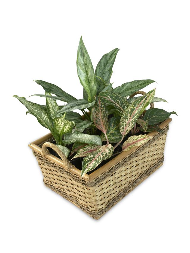 Jenis-jenis aglaonema