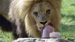 Seekor singa diberi makan dengan makanan beku di kebun binatang Bioparc di Valencia, Italia (23/7). Pemberian makanan beku ini dikarenakan suhu panas yang melanda Italia. (AFP PHOTO / Jose Jordan)