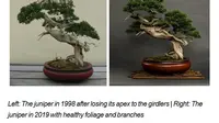 7 Fakta Bonsai Serut 5 Miliar, Rahasia di Balik Harga Selangit