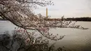Cherry blossom atau yang lebih dikenal bunga sakura terlihat mulai mekar dengan latar belakang The Washington Monument di Tidal Basin, Washington DC, Selasa (22/3). (Jim Watson/AFP)