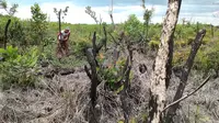 Bayang-Bayang Kebakaran Hutan di Sumsel Saat Memasuki Musim Kemarau