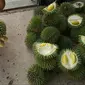 Durian Kertongan yang berduri lebih panjang dan tajam. (Liputan6.com/ Abdul Jalil)