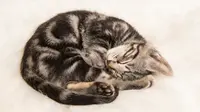 Ilustrasi kucing tidur. (Credit: Shutterstock)